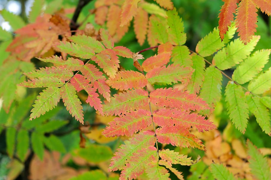 Close-up of colorful leaves changing from green to orange and red